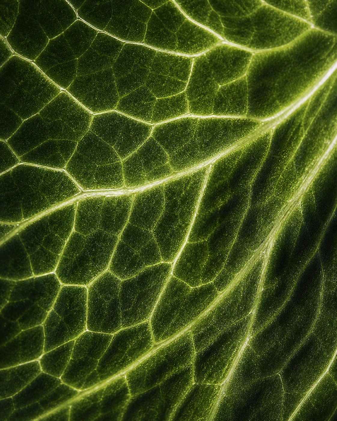 Macro texture of green leaf veins